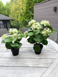ITEM 10236 GR - 19" UV GREEN FRESH TOUCH ANNABELLE HYDRANGEA BUSH IN A  BLACK PLASTIC POT - 6 HEADS