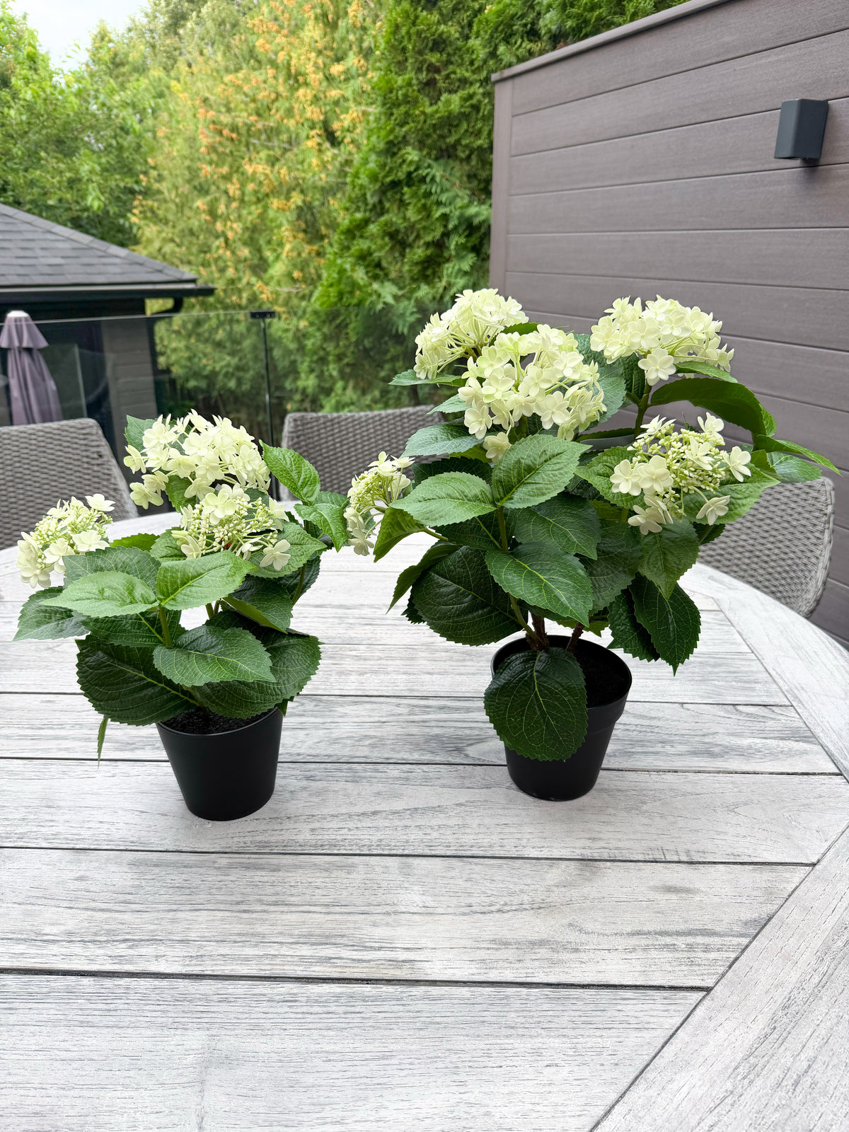 ITEM 10236 GR - 19" UV GREEN FRESH TOUCH ANNABELLE HYDRANGEA BUSH IN A  BLACK PLASTIC POT - 6 HEADS