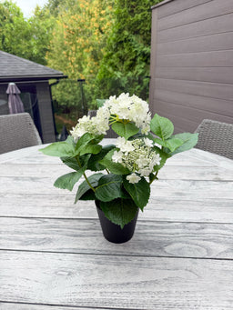 ITEM 10235 W - 15" UV WHITE FRESH TOUCH ANNABELLE HYDRANGEA BUSH IN A  BLACK PLASTIC POT - 3 HEADS