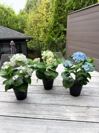 ITEM 10235 BL - 15" UV BLUE FRESH TOUCH  ANNABELLE HYDRANGEA BUSH IN A  BLACK PLASTIC POT - 3 HEADS