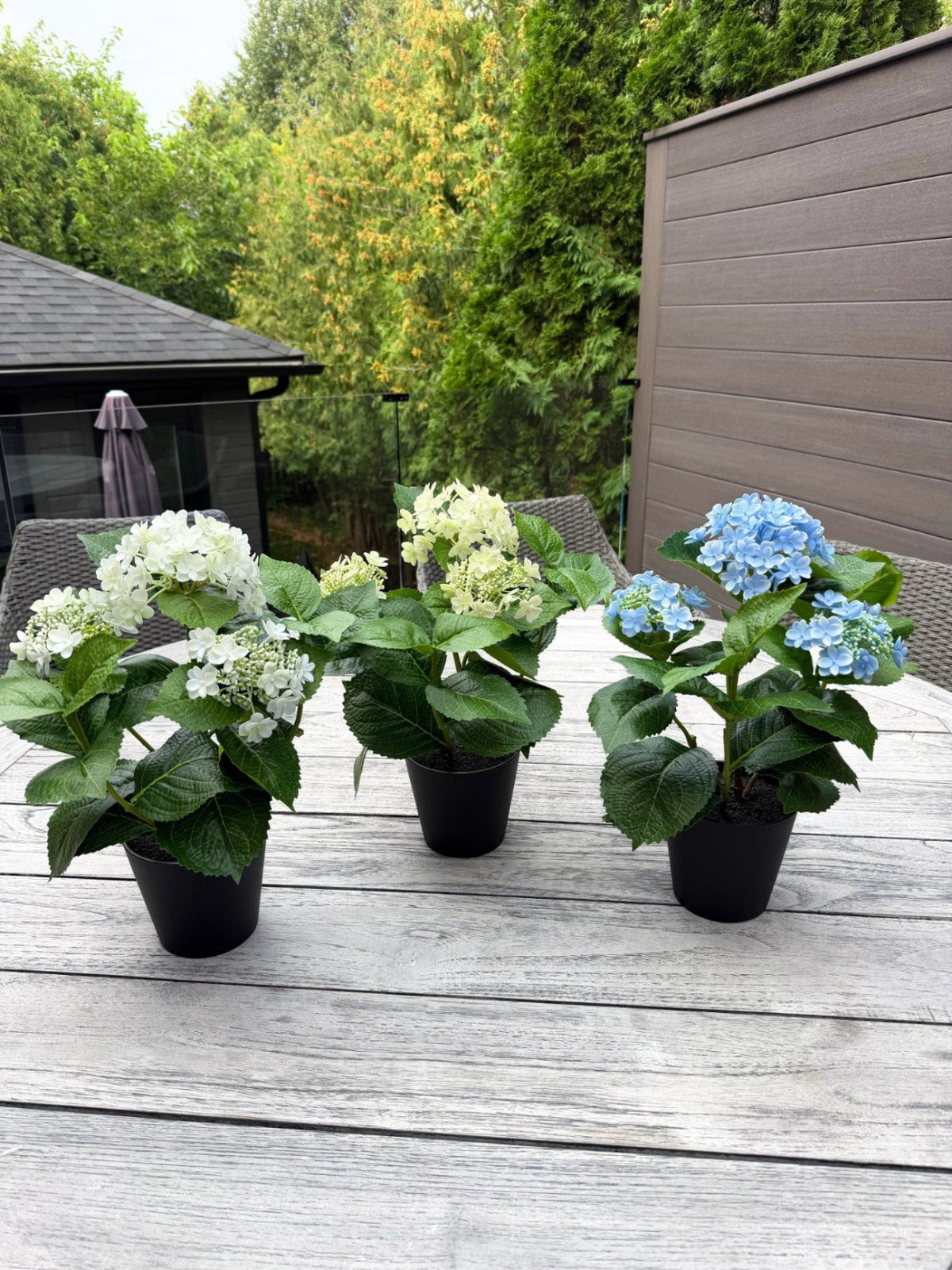ITEM 10235 BL - 15" UV BLUE FRESH TOUCH  ANNABELLE HYDRANGEA BUSH IN A  BLACK PLASTIC POT - 3 HEADS