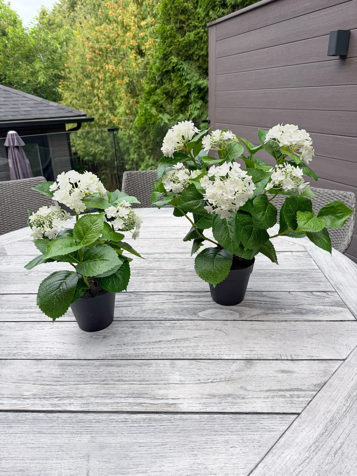 ITEM 10236 W - 19" UV WHITE FRESH TOUCH ANNABELLE HYDRANGEA BUSH IN A  BLACK PLASTIC POT - 6 HEADS