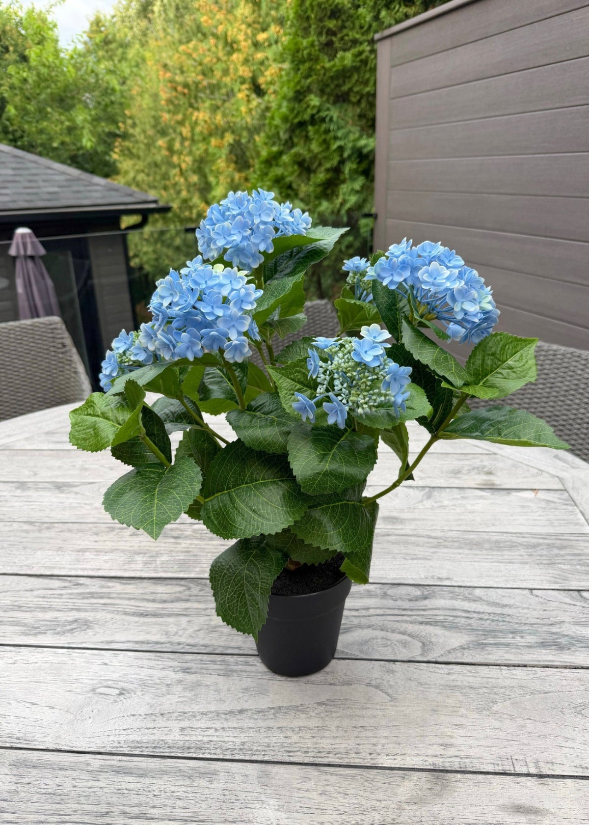 ITEM 10236 BL - 19" UV BLUE FRESH TOUCH ANNABELLE HYDRANGEA BUSH IN A  BLACK PLASTIC POT - 6 HEADS