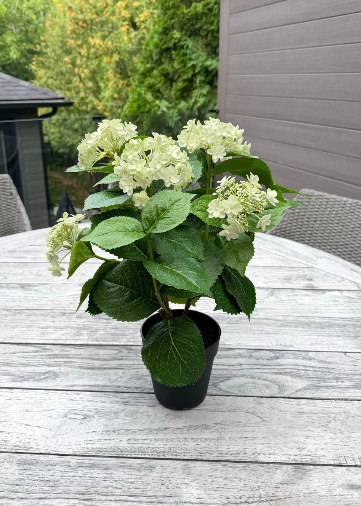 ITEM 10236 GR - 19" UV GREEN FRESH TOUCH ANNABELLE HYDRANGEA BUSH IN A  BLACK PLASTIC POT - 6 HEADS