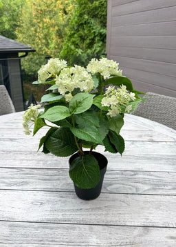 ITEM 10236 GR - 19" UV GREEN FRESH TOUCH ANNABELLE HYDRANGEA BUSH IN A  BLACK PLASTIC POT - 6 HEADS