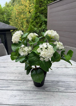 ITEM 10236 W - 19" UV WHITE FRESH TOUCH ANNABELLE HYDRANGEA BUSH IN A  BLACK PLASTIC POT - 6 HEADS