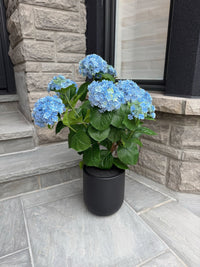 ITEM 10239 BL - 36" UV BLUE FRESH TOUCH ANNABELLE HYDRANGEAS IN A  BLACK PLASTIC POT - 9 HEADS (KNOCK-DOWN)