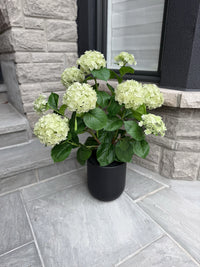ITEM 10239 GR - 36" UV GREEN FRESH TOUCH ANNABELLE HYDRANGEAS IN A  BLACK PLASTIC POT - 9 HEADS (KNOCK-DOWN)