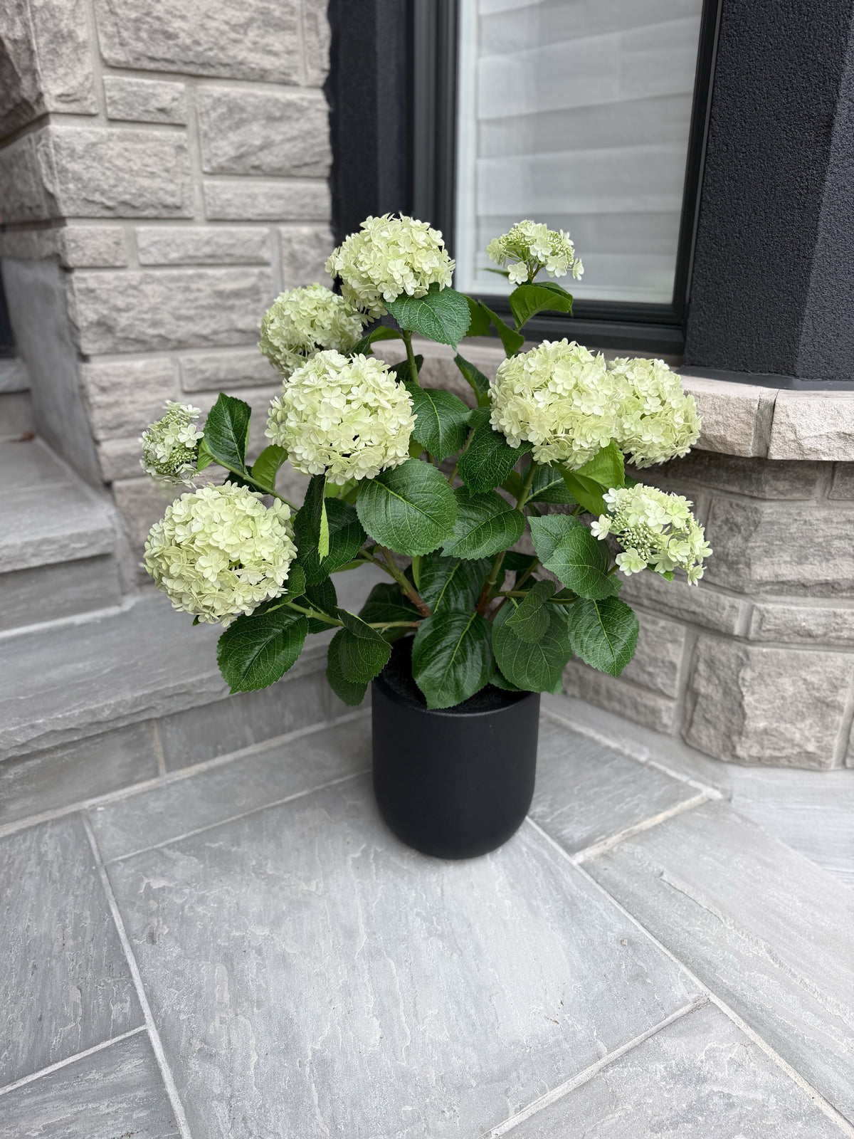ITEM 10239 GR - 36" UV GREEN FRESH TOUCH ANNABELLE HYDRANGEAS IN A  BLACK PLASTIC POT - 9 HEADS (KNOCK-DOWN)