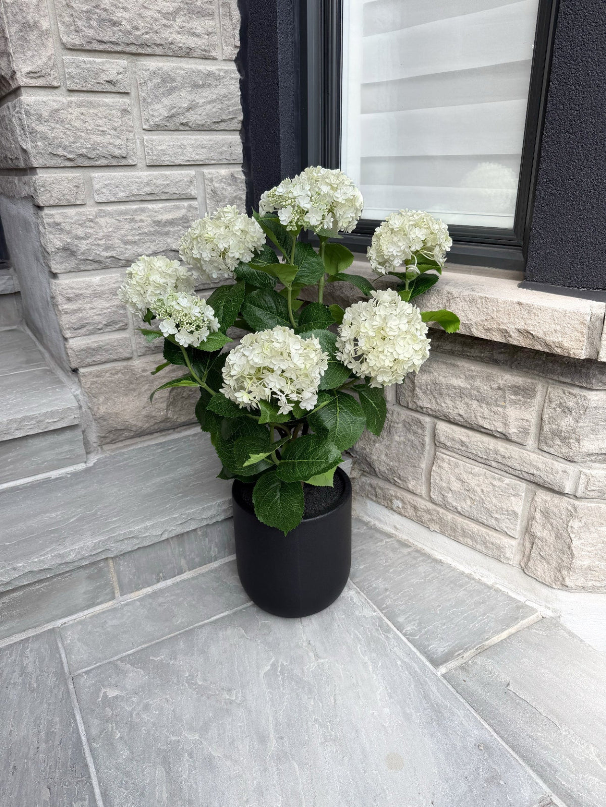 ITEM 10239 W - 36" UV WHITE FRESH TOUCH ANNABELLE HYDRANGEAS IN A  BLACK PLASTIC POT - 9 HEADS (KNOCK-DOWN)