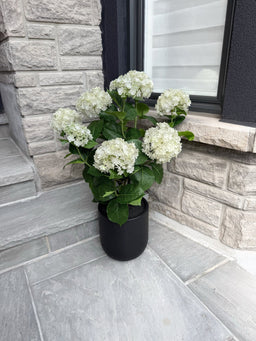 ITEM 10239 W - 36" UV WHITE FRESH TOUCH ANNABELLE HYDRANGEAS IN A  BLACK PLASTIC POT - 9 HEADS (KNOCK-DOWN)
