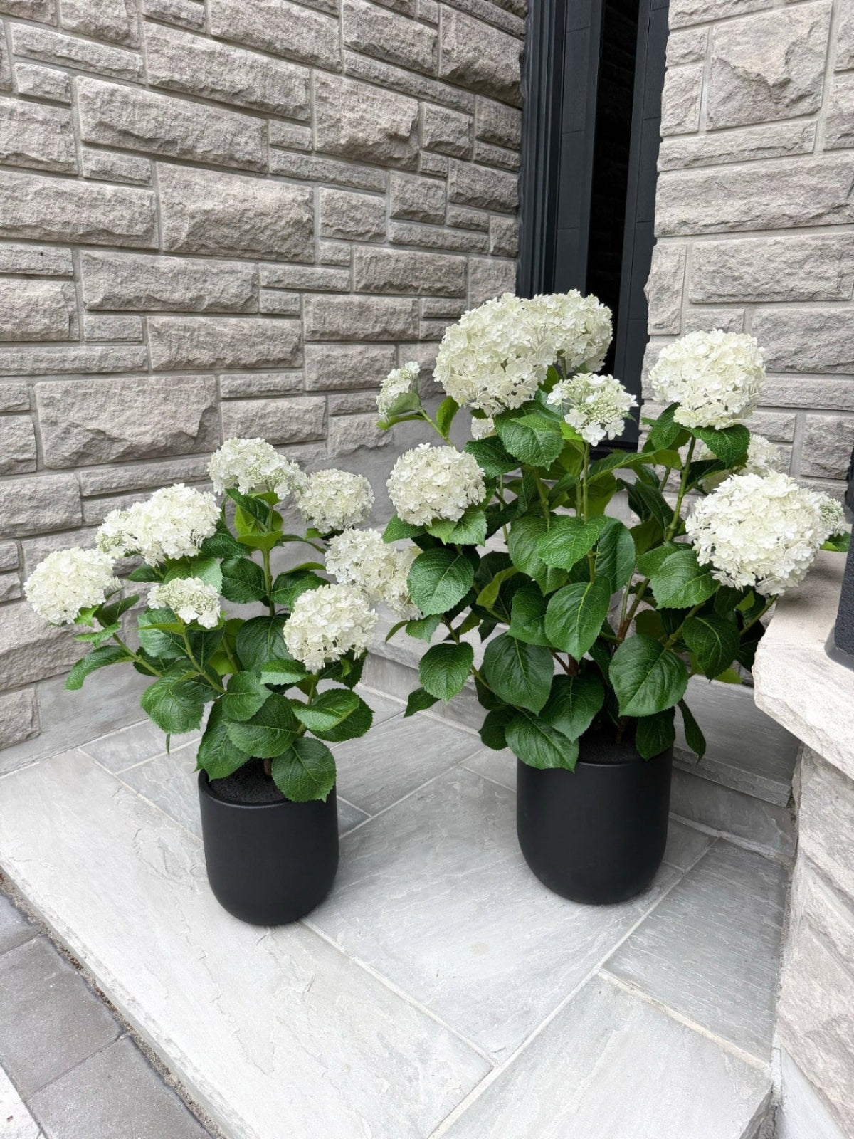 ITEM 10239 W - 36" UV WHITE FRESH TOUCH ANNABELLE HYDRANGEAS IN A  BLACK PLASTIC POT - 9 HEADS (KNOCK-DOWN)