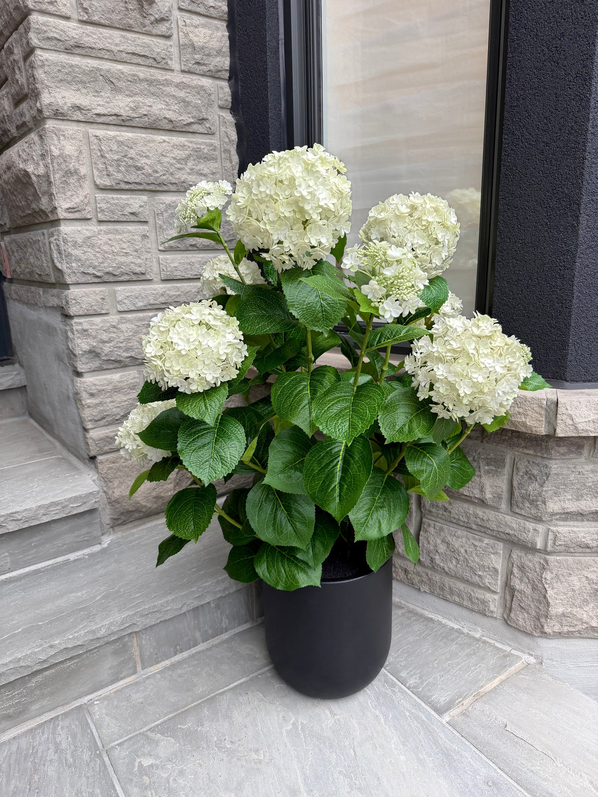 ITEM 10240 W - 45" UV WHITE FRESH TOUCH ANNABELLE HYDRANGEAS IN A  BLACK PLASTIC POT - 12 HEADS (KNOCK-DOWN)