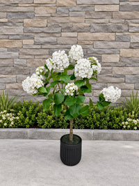 ITEM 10241 W - 52" UV WHITE FRESH TOUCH STANDARD PEEGEE CONE HYDRANGEA TREE IN A  BLACK PLASTIC POT - 12 HEADS (KNOCK-DOWN)