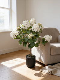 ITEM 10241 W - 52" UV WHITE FRESH TOUCH STANDARD PEEGEE CONE HYDRANGEA TREE IN A  BLACK PLASTIC POT - 12 HEADS (KNOCK-DOWN)