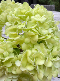 ITEM 10246 GR - 11" GREEN FRESH TOUCH  SNOWBALL BOUQUET WITH 5 STEMS