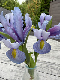 ITEM 10254 LV - 17.5" LAVENDER FRESH TOUCH IRIS BUNDLE WITH 3 STEMS