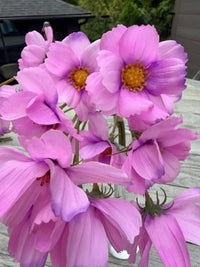 ITEM 10265 PK - 14" PINK REAL TOUCH COSMOS BUNDLE WITH 6 STEMS
