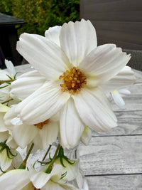 ITEM 10265 W - 14" WHITE BLUE REAL TOUCH COSMOS BUNDLE WITH 6 STEMS