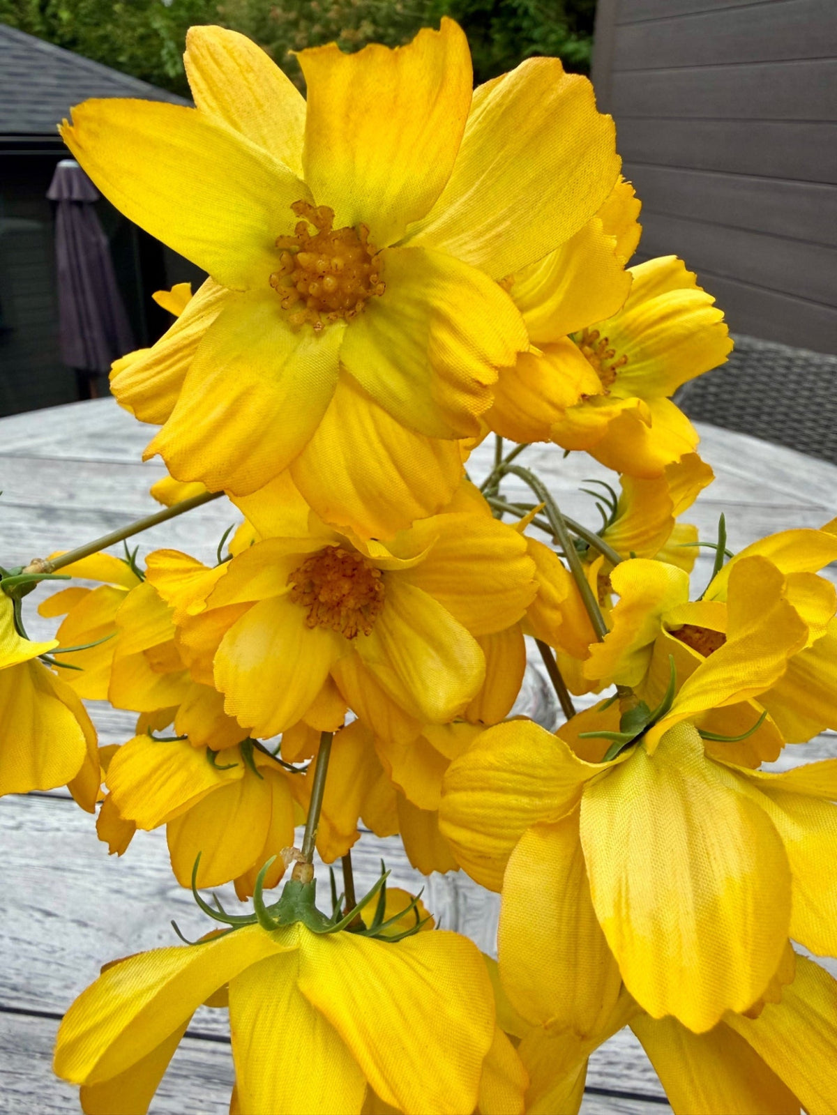 ITEM 10265 Y - 14" YELLOW BLUE REAL TOUCH COSMOS BUNDLE WITH 6 STEMS