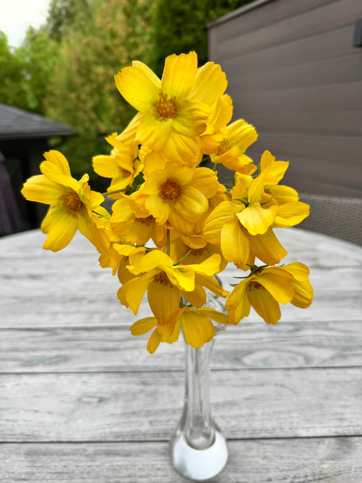 ITEM 10265 Y - 14" YELLOW BLUE REAL TOUCH COSMOS BUNDLE WITH 6 STEMS