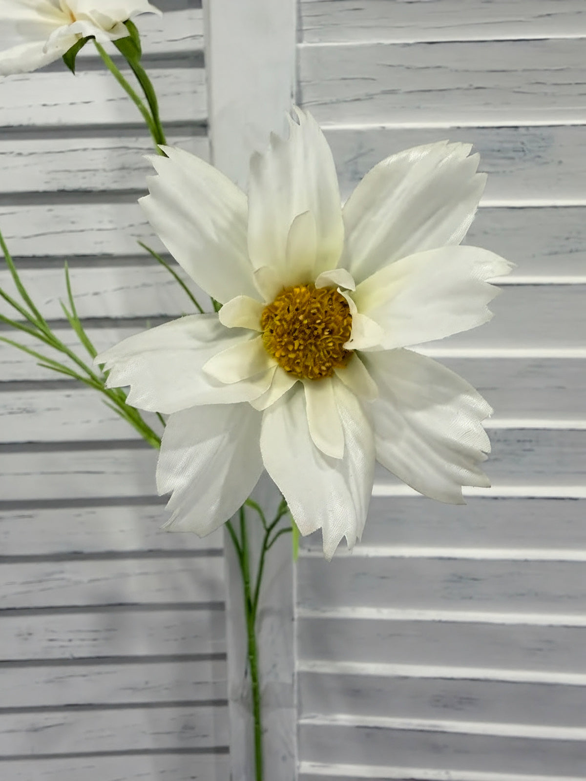 ITEM 10266 W - 25.5" WHITE FRESH TOUCH COSMOS WITH 2 HEADS AND A BUD