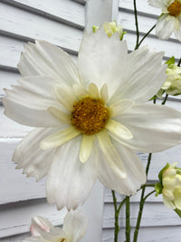 ITEM 10267 W - 44.5" WHITE FRESH TOUCH COSMOS SPRAY WITH 6 HEADS AND 3 BUDS