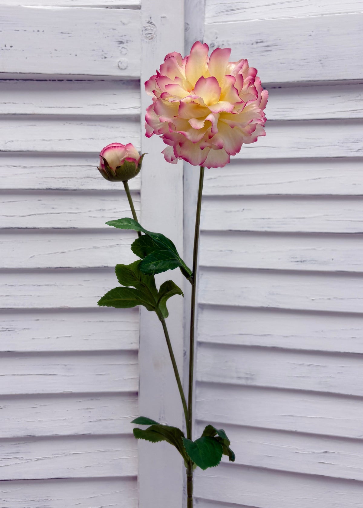 ITEM 10282 CMPK - 25" CREAM PINK FRESH TOUCH PEONY WITH 1 HEAD AND 1 BUD