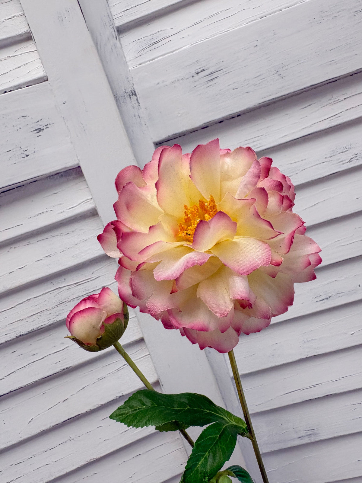 ITEM 10282 CMPK - 25" CREAM PINK FRESH TOUCH PEONY WITH 1 HEAD AND 1 BUD
