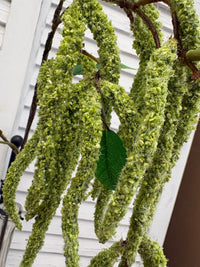 ITEM 10293 GR - 36" GREEN AMARANTHUS SPRAY