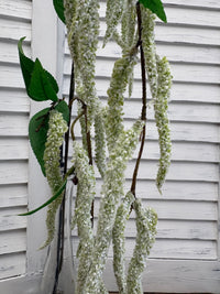 ITEM 10293 W - 36" WHITE AMARANTHUS SPRAY