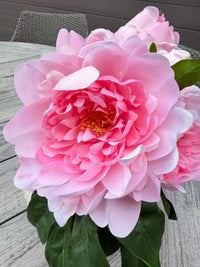 ITEM 10297 PK - 11" PINK FRESH TOUCH JAPANESE GARDEN PEONY BUNDLE WITH 6 STEMS