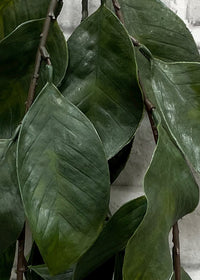 ITEM 11396 - 34" GREEN TUPELO HANGING MULTI GARLAND