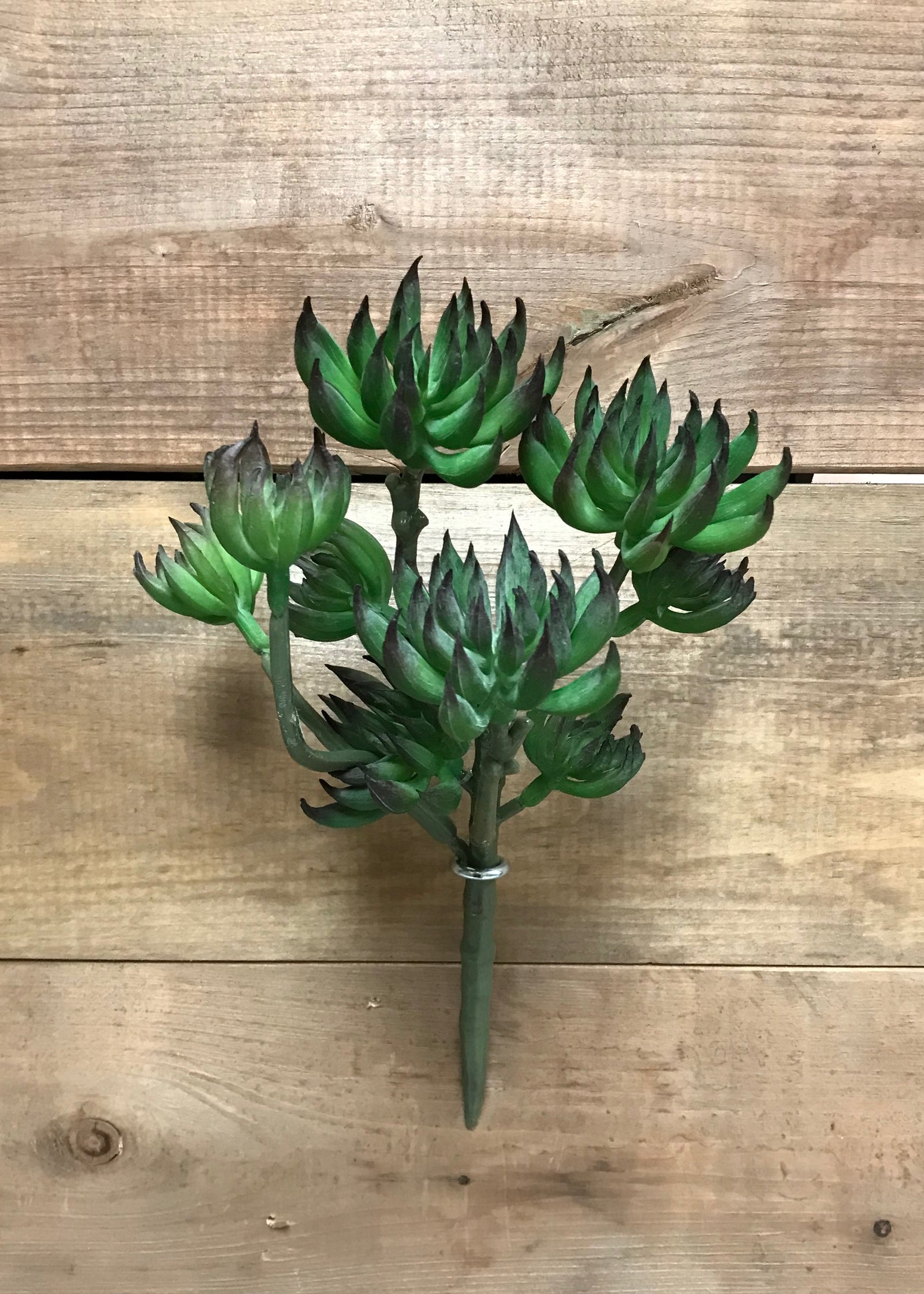 ITEM 11422 - 9.5" SPIKE AEONIUM PICK
