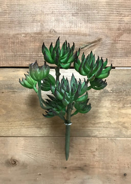 ITEM 11422 - 9.5" SPIKE AEONIUM PICK