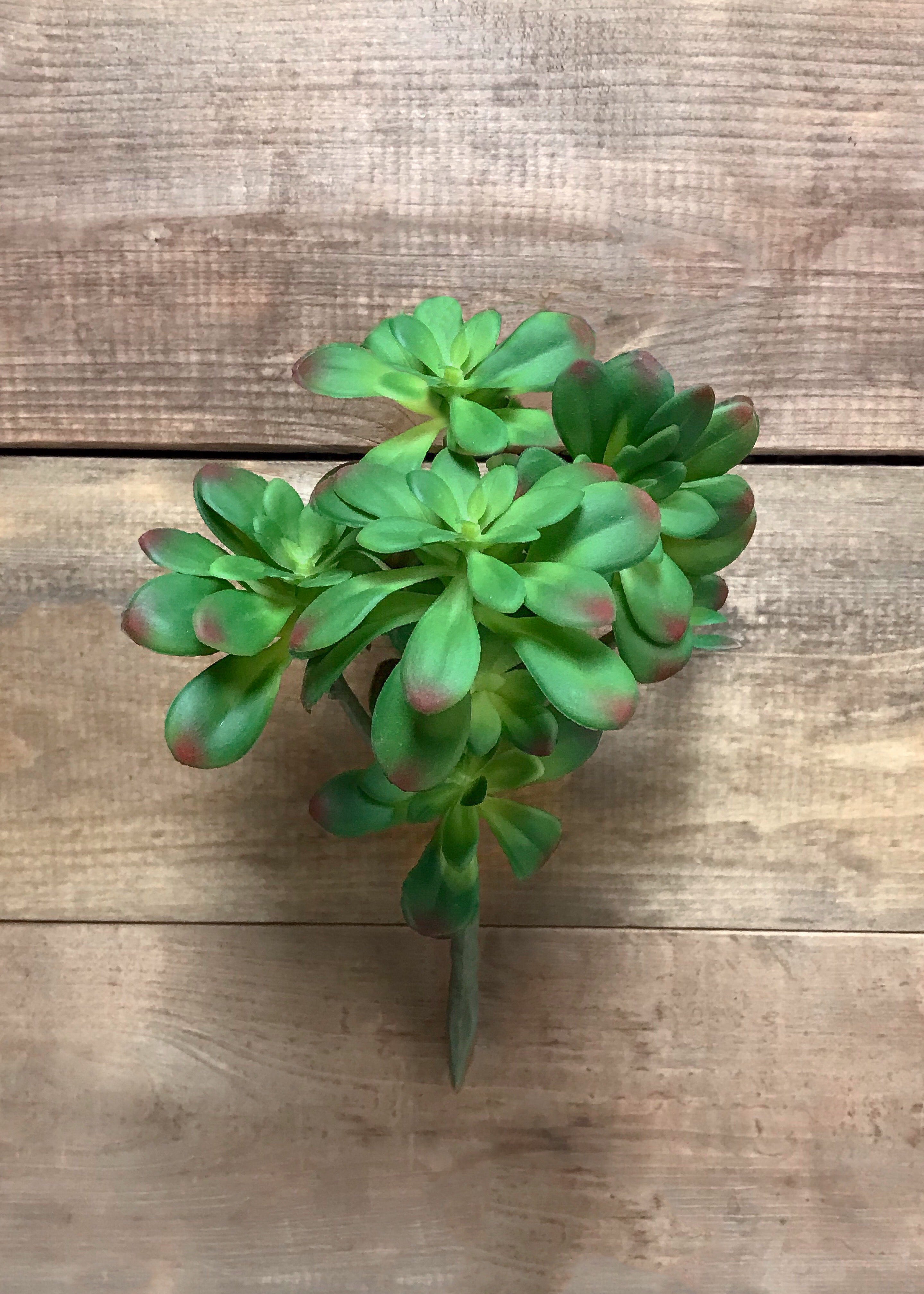 ITEM 11423 - 9.5" AEONIUM SUNBURST PICK