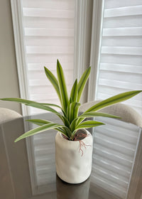 ITEM 11503 - 14" FRESH TOUCH GREEN WHITE CYMBIDIUM PLANT