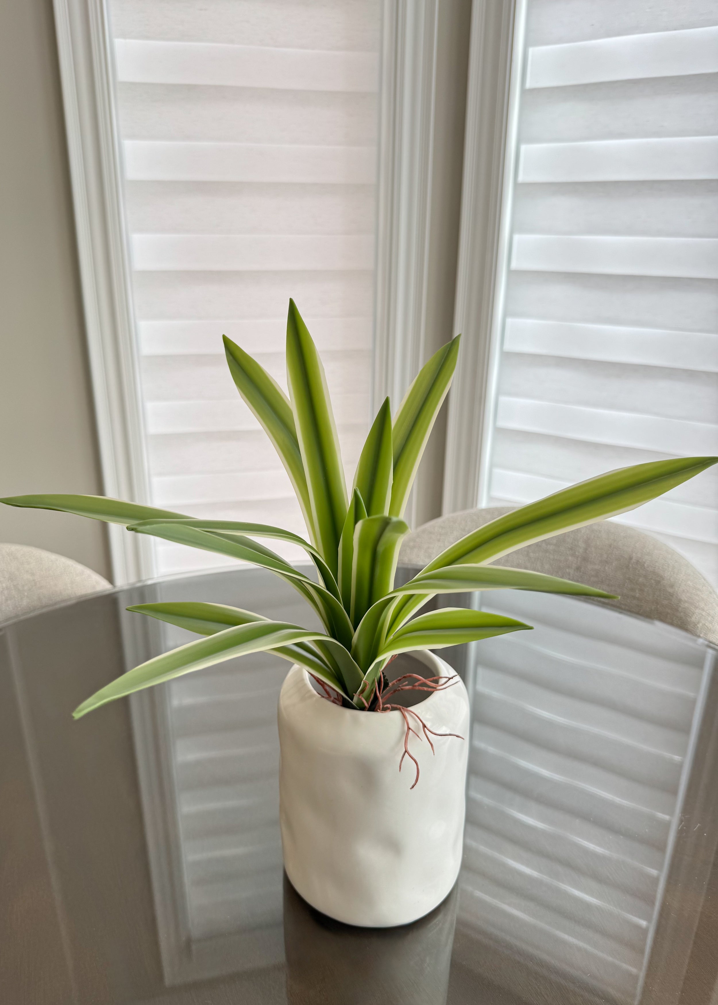 ITEM 11503 - 14" FRESH TOUCH GREEN WHITE CYMBIDIUM PLANT