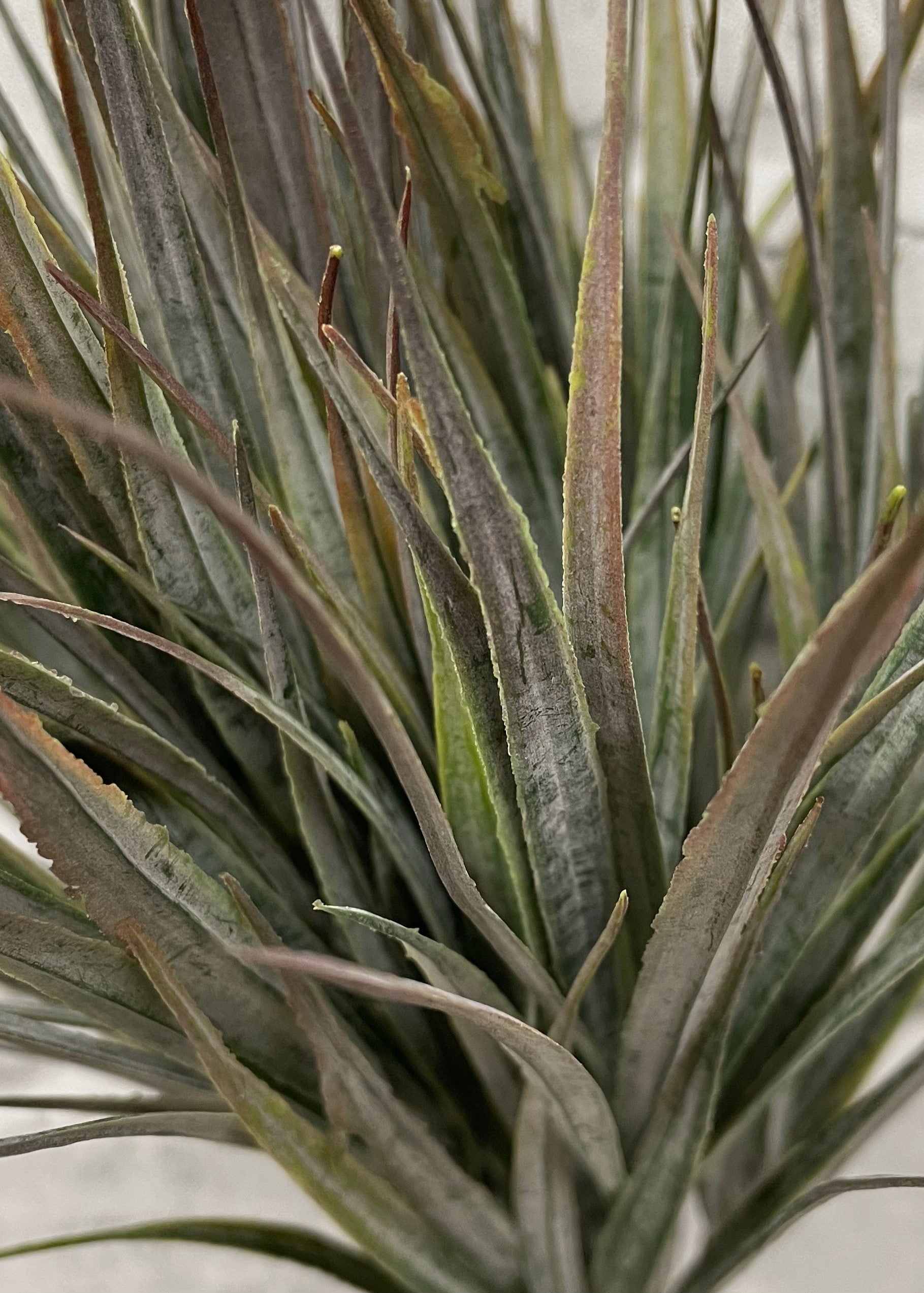 ITEM 11508BURGR - 15" BURGUNDY GREEN CATTAIL GRASS BUSH