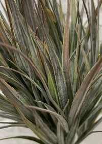 ITEM 11508BURGR - 15" BURGUNDY GREEN CATTAIL GRASS BUSH