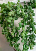 ITEM 11515GR - 19" GREEN FRESH TOUCH NUT SUCCULENT VINE