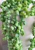 ITEM 11515GYGR - 19" GREY GREEN FRESH TOUCH NUT SUCCULENT VINE