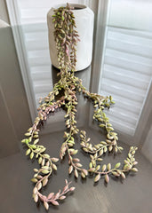 ITEM 11516PURGR - 35" FRESH TOUCH PUR GREEN SUCCULENT SEED VINE X5