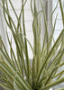ITEM 11518GYGR - 20" GREY GREEN CURLY GRASS BUSH