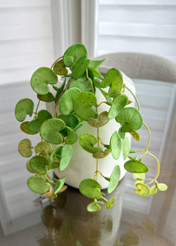 ITEM 11525GR - 16" HANGING FRESH TOUCH PILEA BUSH