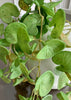 ITEM 11525GR - 16" HANGING FRESH TOUCH PILEA BUSH