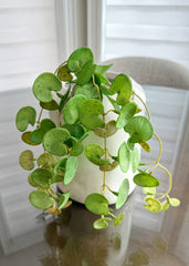 ITEM 11525GR - 16" HANGING FRESH TOUCH PILEA BUSH
