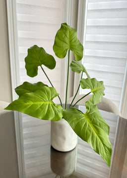 ITEM 11528GR - 25" TARO PLANT X7
