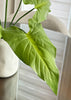 ITEM 11528GR - 25" TARO PLANT X7