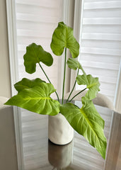 ITEM 11528GR - 25" TARO PLANT X7